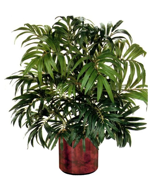 28 inch Parlour Palm